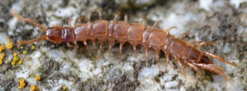 Lithobius sp.